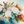 Blooming Spectacular series - welcome swallow